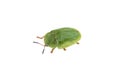 Green beetle on a white background Royalty Free Stock Photo