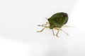 A green Beetle on white (Palomena Prasina)