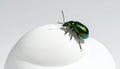 Green Beetle on White Sphere Closeup Royalty Free Stock Photo