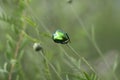 Green beetle among wild herbs in the field