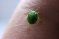 Green beetle worm with armor walks on human skin insect