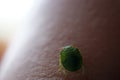 Green beetle worm with armor walks on human skin insect