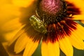 Green beetles procreating on top of a daisy Royalty Free Stock Photo