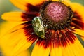 Green beetles procreating on top of a daisy Royalty Free Stock Photo