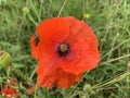 Green beetles on a red poppy