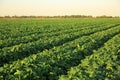 Green beetroot field on sunny day Royalty Free Stock Photo