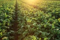 Green beetroot field on sunny day Royalty Free Stock Photo