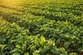 Green beetroot field on sunny day Royalty Free Stock Photo