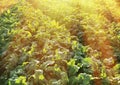 Green beetroot field on sunny day Royalty Free Stock Photo
