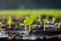 Green beginnings Organic cucumber seedling germinates in the field with plastic Royalty Free Stock Photo