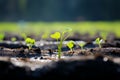 Green beginnings Organic cucumber seedling germinates in the field with plastic Royalty Free Stock Photo