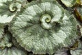 Green Begonia plant with a beautiful circular texture close up