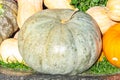 Green and beige decorative pumpkins at straw in sunlight autumn background, selective focus, shallow DOF Royalty Free Stock Photo