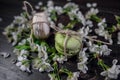 Green and beige macaroons tied with a tourniquet