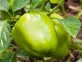 Green bell pepper Royalty Free Stock Photo