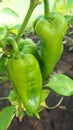 Green bell pepper