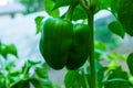 Green Bell Pepper - Capsicum annuum Royalty Free Stock Photo