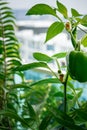 Green bell pepper hanging on tree in the balcony garden, can be eaten fresh or cooked Royalty Free Stock Photo