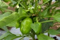 Green bell pepper hanging on the tree in the organic garden, green peppers growing in the garden in India. green green capsicum. Royalty Free Stock Photo