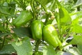 Green bell pepper hanging on the tree in the organic garden, green peppers growing in the garden in India. green green capsicum. Royalty Free Stock Photo