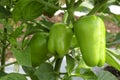 Green bell pepper hanging on the tree in the organic garden, green peppers growing in the garden in India. green green capsicum. Royalty Free Stock Photo