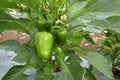 Green bell pepper hanging on the tree in the organic garden, green peppers growing in the garden in India. green green capsicum. Royalty Free Stock Photo