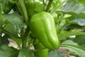 Green bell pepper hanging on the tree in the organic garden, green peppers growing in the garden in India. green green capsicum. Royalty Free Stock Photo