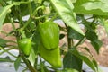 Green bell pepper hanging on the tree in the organic garden, green peppers growing in the garden in India. green green capsicum. Royalty Free Stock Photo