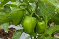 Green bell pepper hanging on the tree in the organic garden, green peppers growing in the garden in India. green green capsicum. Royalty Free Stock Photo