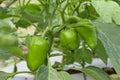 Green bell pepper hanging on the tree in the organic garden, green peppers growing in the garden in India. green green capsicum. Royalty Free Stock Photo