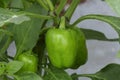 Green bell pepper hanging on the tree in the organic garden, green peppers growing in the garden in India. green green capsicum. Royalty Free Stock Photo