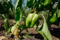 Green bell pepper hanging on tree in the plantation.Sweet pepper plant ,paprika Royalty Free Stock Photo