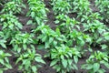 Green bell pepper plant Royalty Free Stock Photo