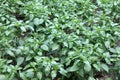 green bell pepper plant Royalty Free Stock Photo