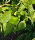 Green Bell Pepper Plant Royalty Free Stock Photo