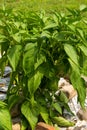 Green Bell Pepper Plant Royalty Free Stock Photo