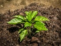 Green bell pepper plant growing in rich organic soil