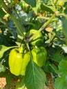 Green bell pepper plant Royalty Free Stock Photo