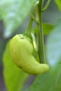 A close up shot of a green bell pepper tree in the garden Royalty Free Stock Photo