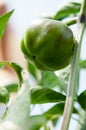 Green bell peppers growing in the garden Royalty Free Stock Photo