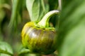 Green bell peppers growing in the garden Royalty Free Stock Photo