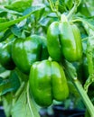 Green bell peppers growing in the garden Royalty Free Stock Photo