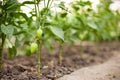 green bell peppers growing in the greenhouse Royalty Free Stock Photo