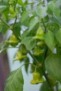 green bells, chili peppers on bushes growing in a greenhouse.green hot pepper, chili pepper (also chili, chili pepper, chili Royalty Free Stock Photo