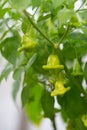 green bells, chili peppers on bushes growing in a greenhouse.green hot pepper, chili pepper (also chili, chili pepper, chili Royalty Free Stock Photo