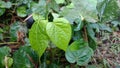 Bengal betel leaf or Piper Betel