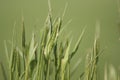 Green bents in field