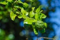 Green bergamot or Kaffir lime on tree. Kaffir Lime also call Citru Hustrix in the garden