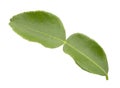 Green bergamot leaf isolated