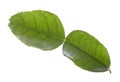 Green bergamot leaf isolated